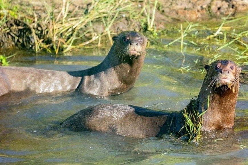 ELLITORAL_379506 |  Gentileza