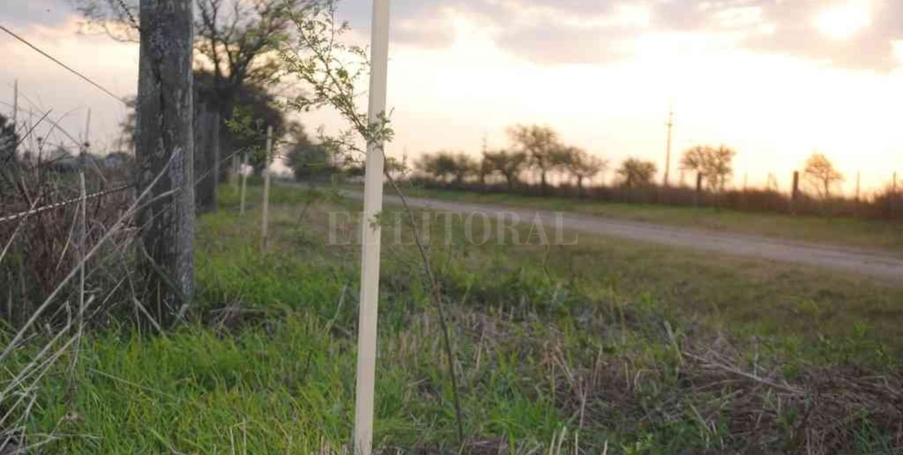 Se afianza el Plan de Forestación Rural en San Carlos Centro