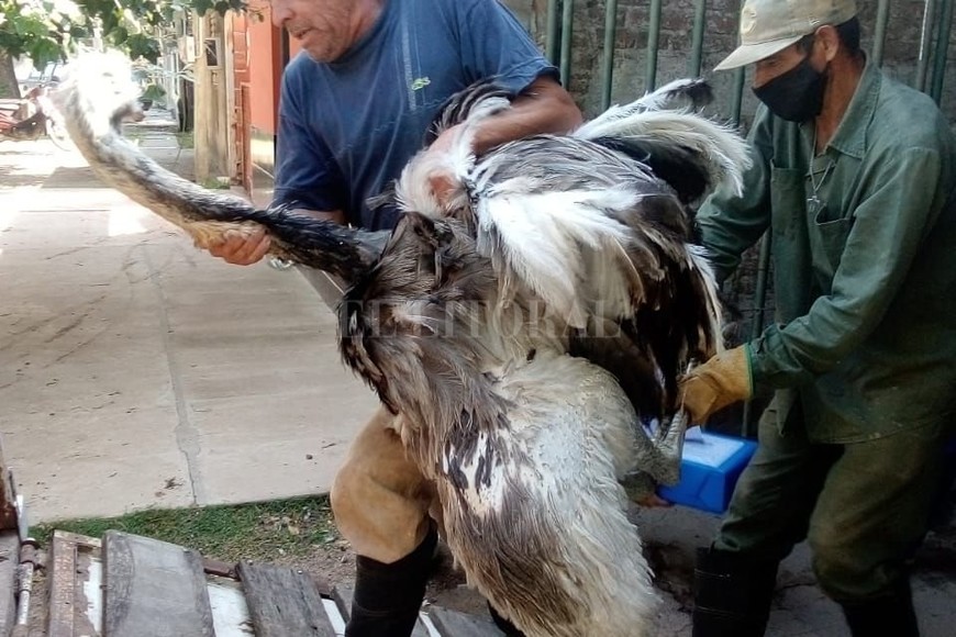 ELLITORAL_438678 |  Gentileza D.R