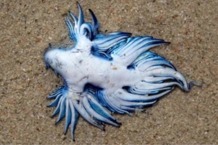 ELLITORAL_340434 |  Gentileza