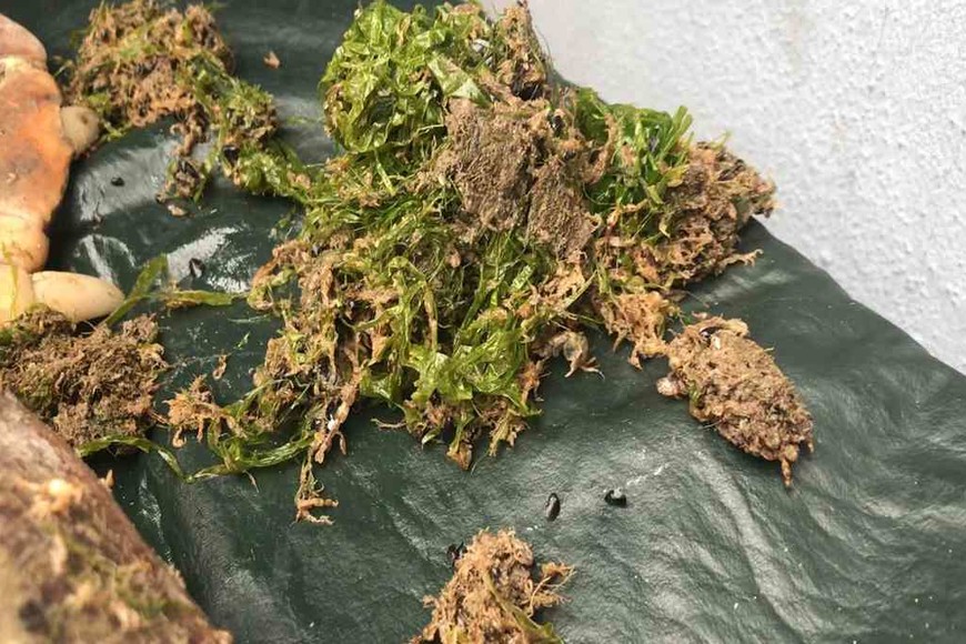 ELLITORAL_335243 |  Gentileza Mundo Marino