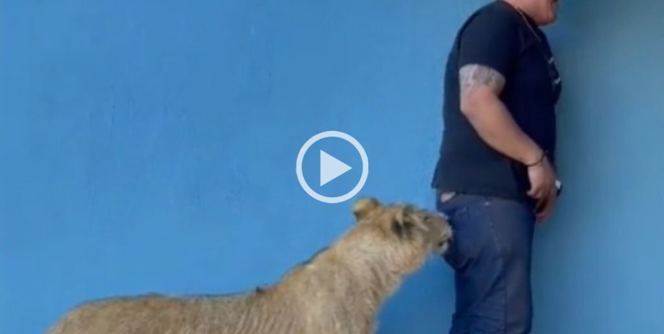 Una leona persigue y muerde a un hombre en el propio patio de su casa en México