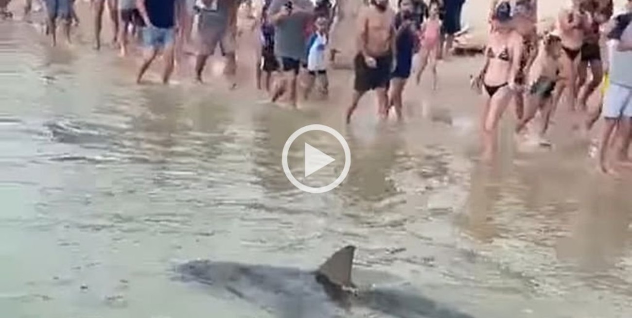 Video: un tiburón aterró a cientos de turistas que luego colaboraron para salvarle la vida