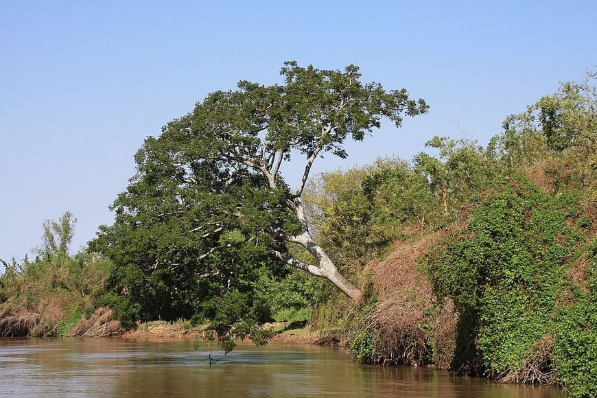 ELLITORAL_400274 |  Gentileza de los autores Timbó blanco. Nuestros bellos árboles costeros crecen enmarañados entre enredaderas, en suelos arenosos, paisajes cambiantes y resguardan las márgenes de los ríos y arroyos.