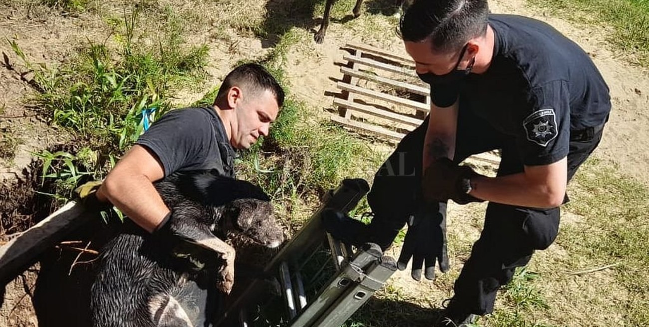 Bomberos rescataron a un perro que cayó en un pozo ciego