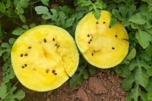 ELLITORAL_350117 |  Gentileza