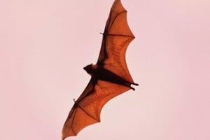 ELLITORAL_391296 |  Jeremy Zero