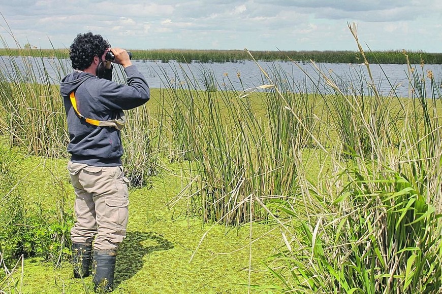 ELLITORAL_264500 |  Gentileza Instituto Nacional de Limnología Los libros más completos decían que Entre Ríos tenía 360 especies y nosotros logramos determinar que hay 395 tipos de aves , destacó el investigador.