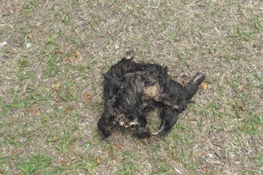 ELLITORAL_411710 |  Gentileza