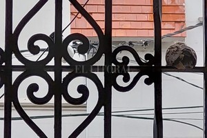 ELLITORAL_420478 |  Beatriz Ciuffo CAZADORES DE IMÁGENES -  La paloma espera que termine de llover