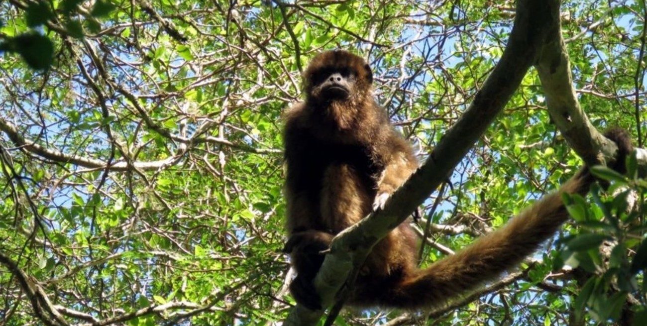 La provincia liberó cinco monos carayá en un área natural protegida