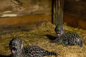 Captura de pantalla Mbareté y Arami