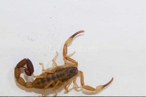 Archivo El Litoral / José Vittori