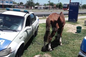 ELLITORAL_168334 |  Dpto. Relaciones Policiales de provincia El caballo rescatado tenía visibles problemas en la cadera