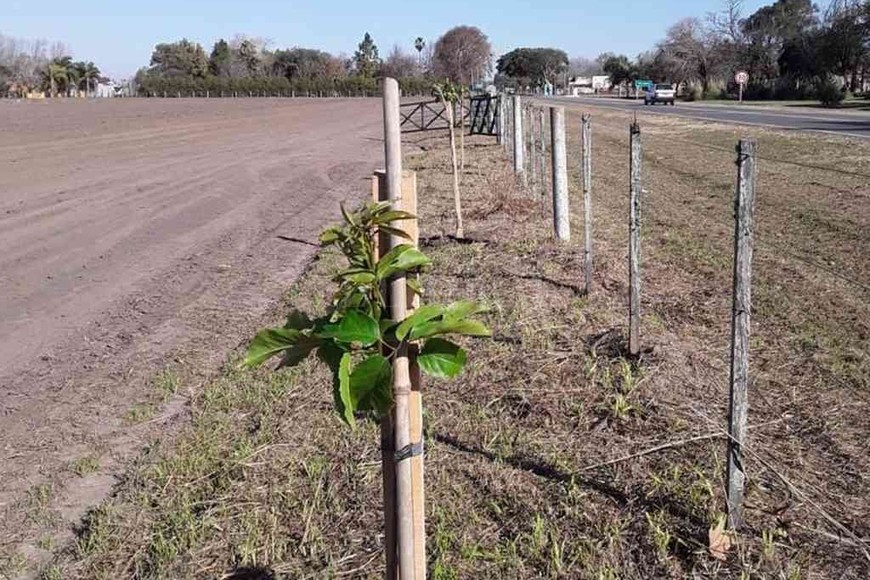 ELLITORAL_392670 |  Gentileza