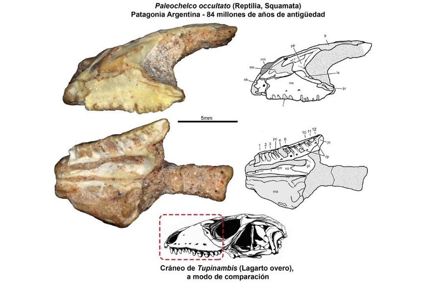 ELLITORAL_407225 |  Prensa Fundación Azara Cráneo parcial (hocico y parte de las órbitas) del único ejemplar conocido de Paleochelco occultato.
