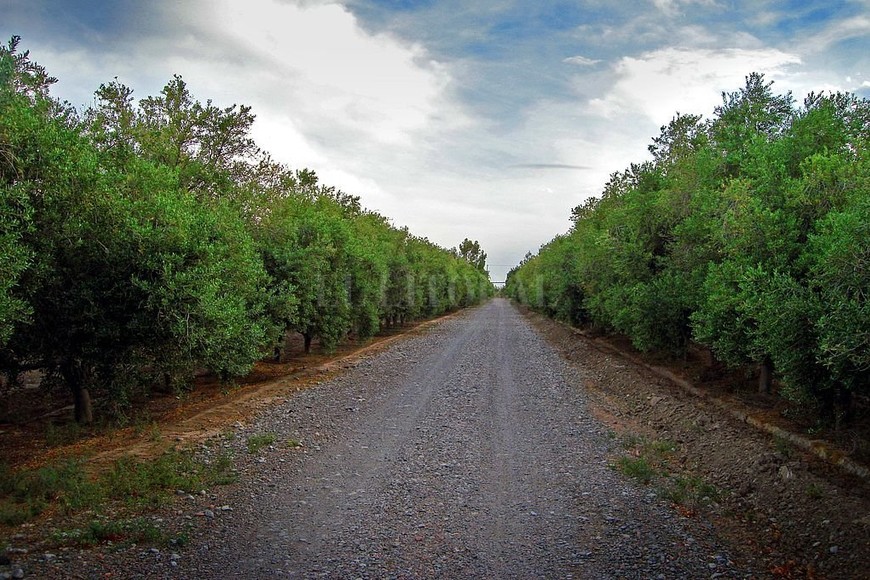 ELLITORAL_347273 |  Archivo El Litoral Olivares en la provincia de San Juan.