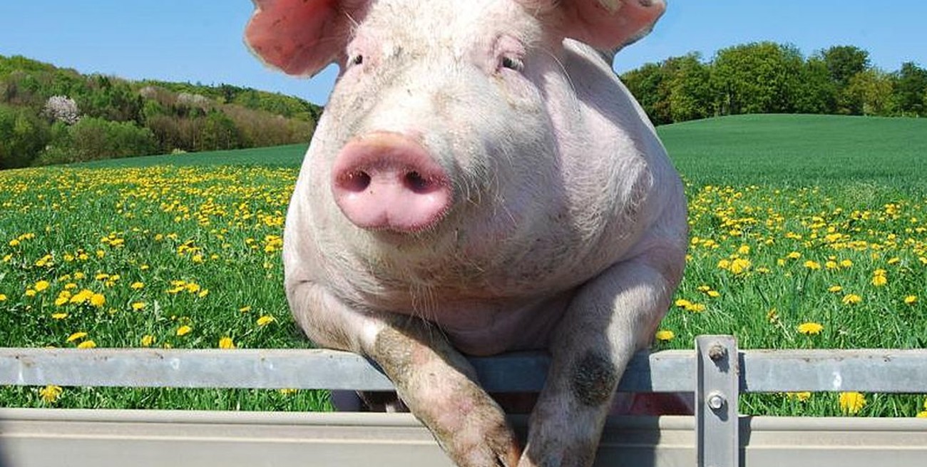 Empieza en Reino Unido la "hecatombe de los cerdos"  por falta de personal en los mataderos