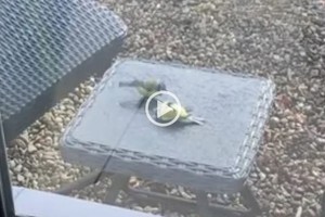 ELLITORAL_336145 |  Captura de pantalla