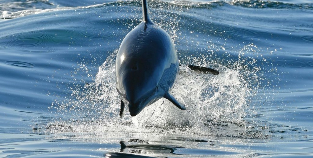 Fotos: los delfines fueron los protagonistas del fin de semana en Puerto Madryn