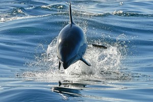 Télam 01/02/2021; Chubut: Los turistas que eligieron la ciudad chubutense de Puerto Madryn como destino para vacacionar, pudieron disfrutar este fin de semana de un verdadero "show de delfines", que agasajaron con sus piruetas alrededor de las embarcaciones a los pasajeros que realizan los paseos sobre el Golfo Nuevo, la cara sur de Península Valdés.
Foto: Maxi Jonas/Télam/CGÑ