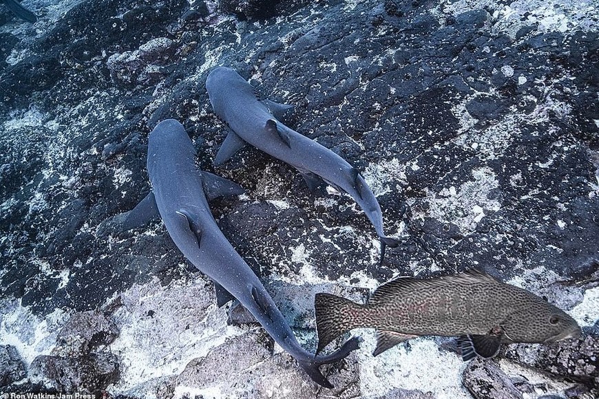 ELLITORAL_353689 |  Gentileza Ron Watkins