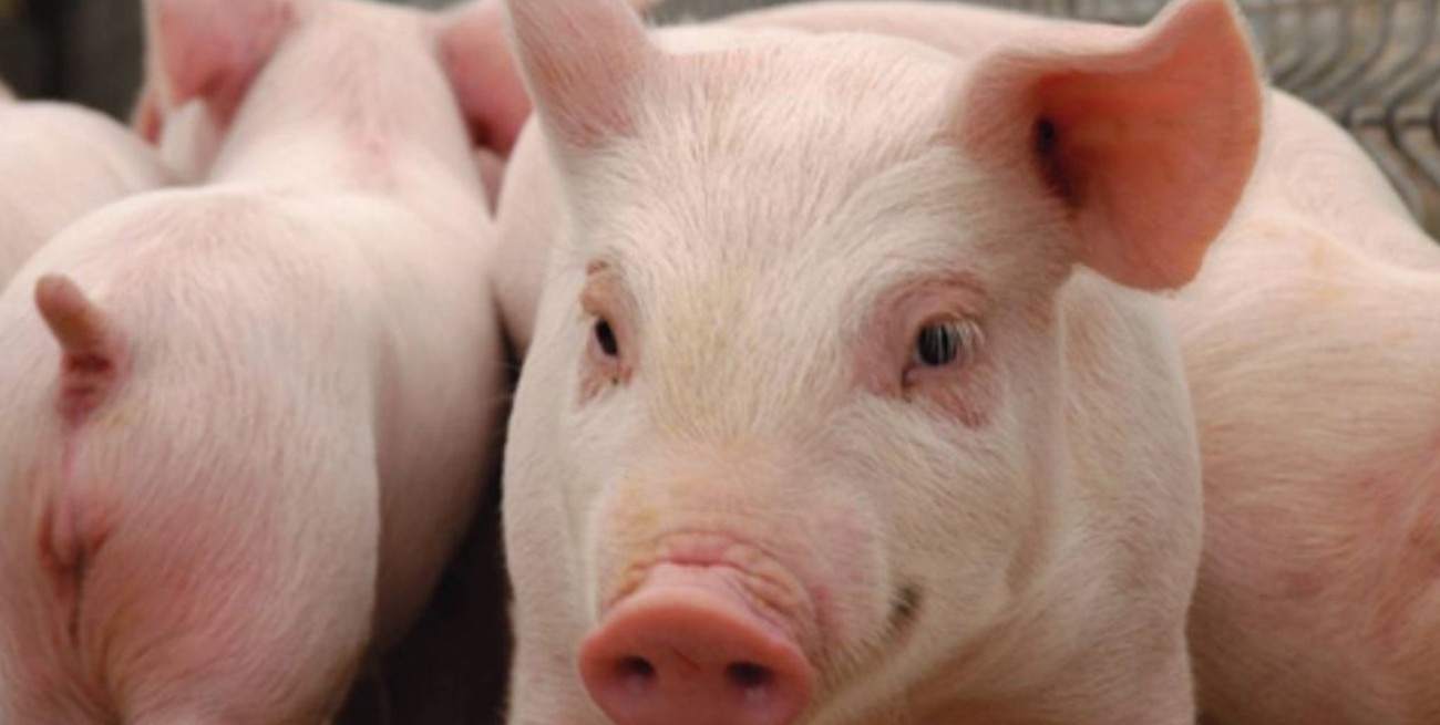 Histórico: un paciente recibió un trasplante de corazón proveniente de un cerdo modificado genéticamente