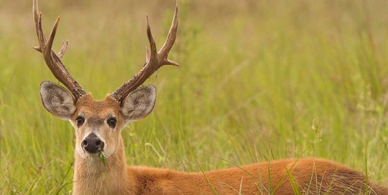 Mataron a un ciervo y deberán enfrentar seis meses de prisión en suspenso