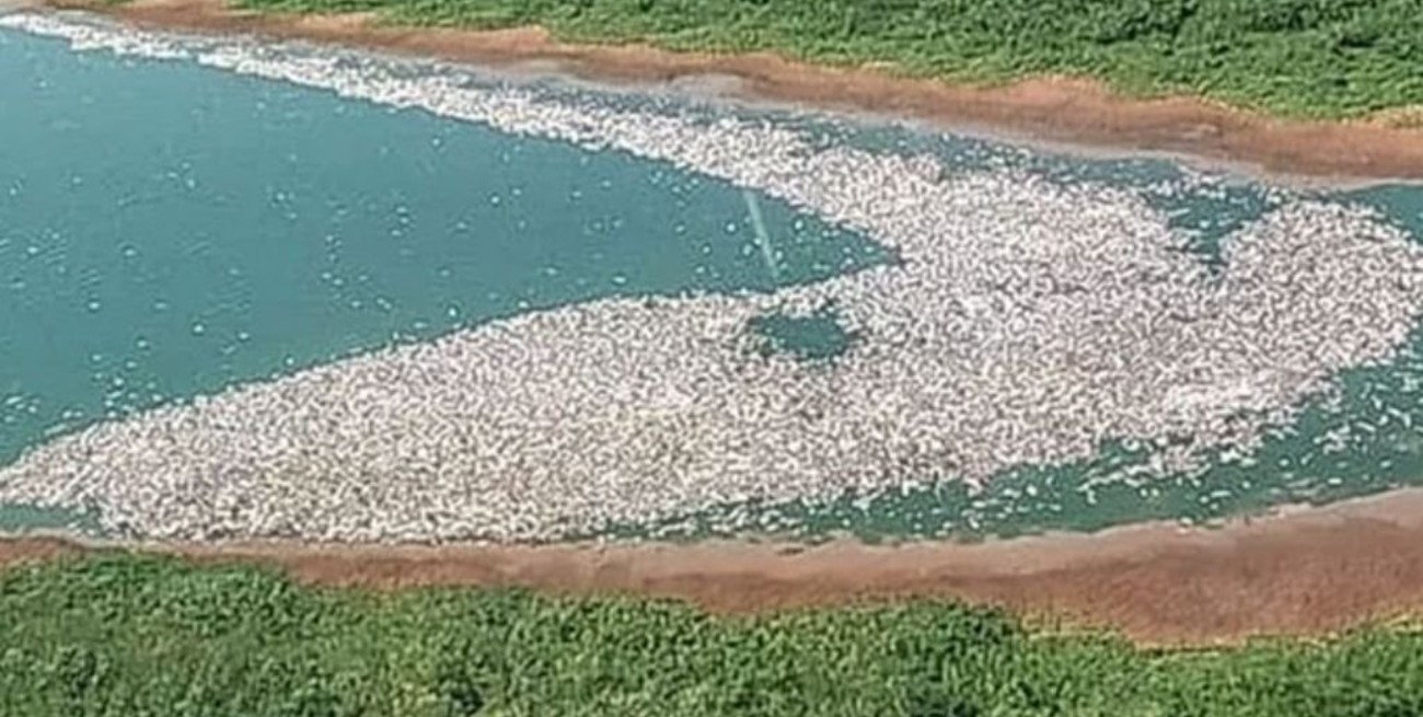 Gran mortandad de peces en el río Paraná como consecuencia del calor y la bajante