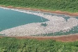 Gran mortandad de peces en el río Paraná como consecuencia del calor y la bajante