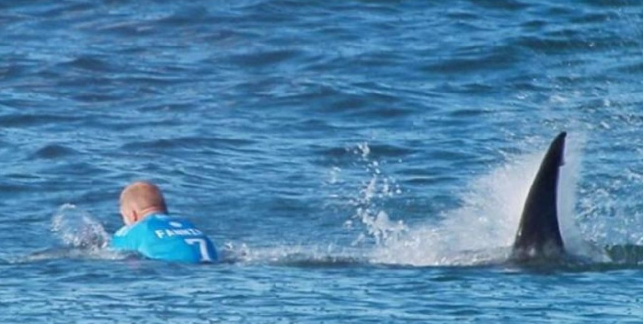 Llevan adelante un operativo para cazar al tiburón blanco que mató a un bañista en Sidney