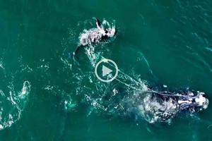 ELLITORAL_423717 |  Captura de video D.R