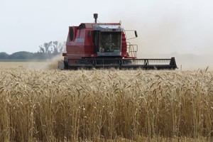 Por las lluvias aumenta la estimación de producción de trigo
