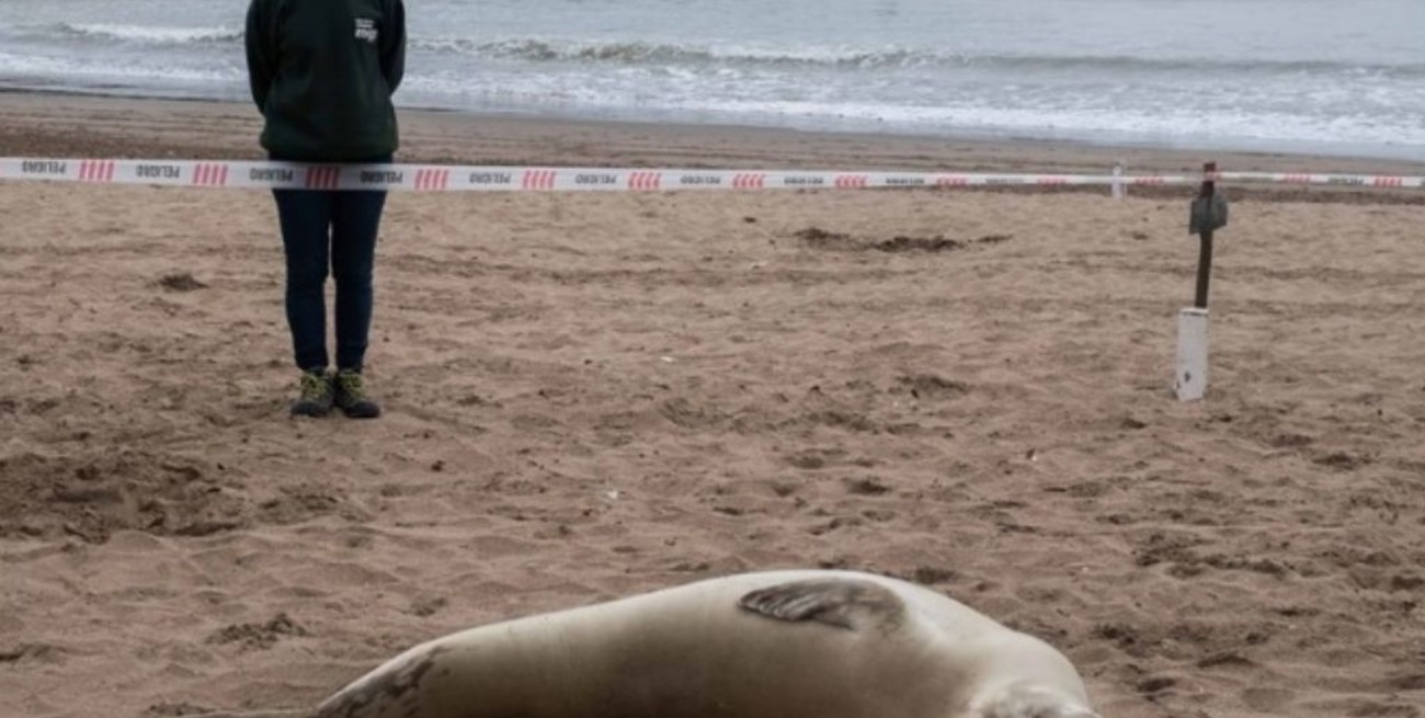 Observaron en una playa de Mar del Plata una foca que suele encontrarse en aguas antárticas