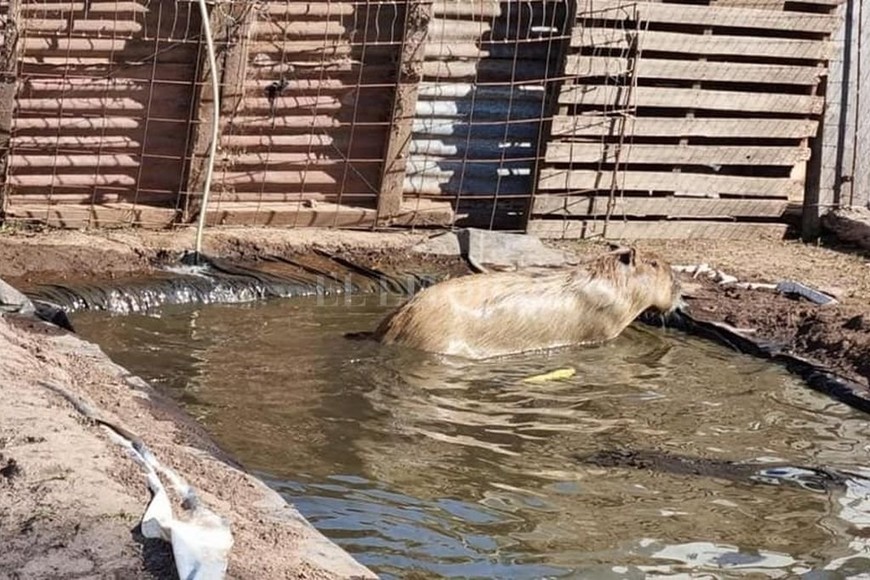 ELLITORAL_414464 |  Gentileza