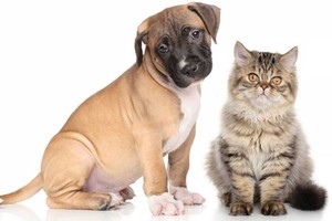 ELLITORAL_427028 |  Gentileza D.R