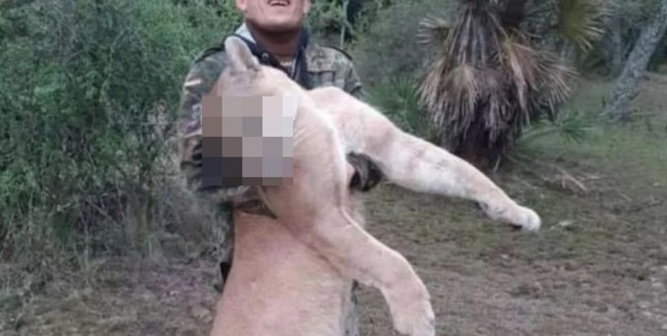 Detuvieron a un hombre por matar a un puma en Corrientes