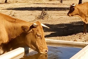 ELLITORAL_415978 |  Captura de pantalla Imagen ilustrativa