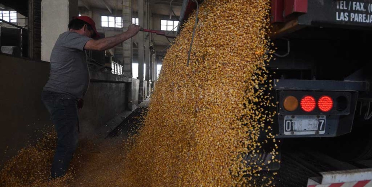 Reapertura parcial a la exportación de maíz: para un sector del campo es una medida "escasa y preocupante"