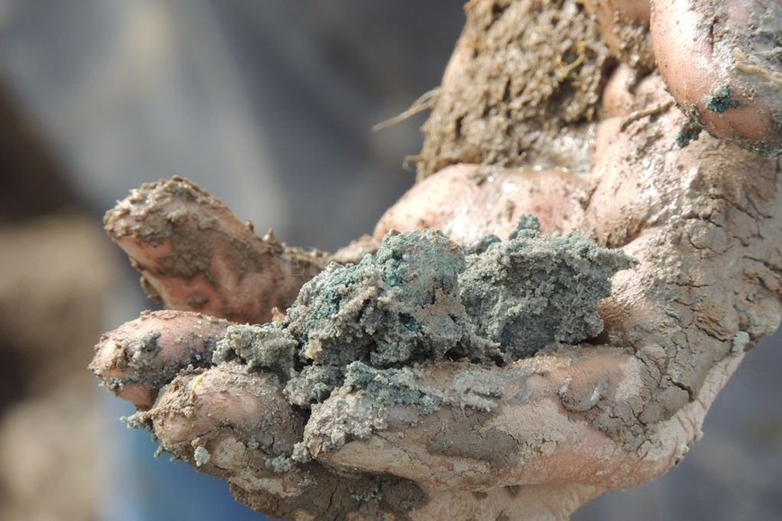 ELLITORAL_314508 |  Gentileza Laboratorio de Sedimentología FICH UNL. Material. Arenas fosilíferas son las que necesitan estudiar para documentar la historia.
