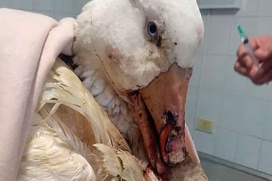 ELLITORAL_395439 |  Captura de pantalla