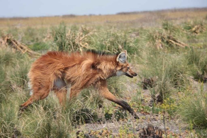 ELLITORAL_330429 |  Gentileza