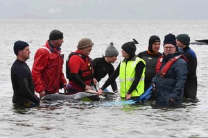 ELLITORAL_327829 |  Agencias Rescue efforts to save whales stranded on a sandbar take place at Macquarie Harbour, near Strahan, Tasmania, Australia, September 22, 2020.  AAP Image/The Advocate Pool, Brodie Weeding via REUTERS  ATTENTION EDITORS - THIS IMAGE WAS PROVIDED BY A THIRD PARTY. NO RESALES. NO ARCHIVE. AUSTRALIA OUT. NEW ZEALAND OUT
