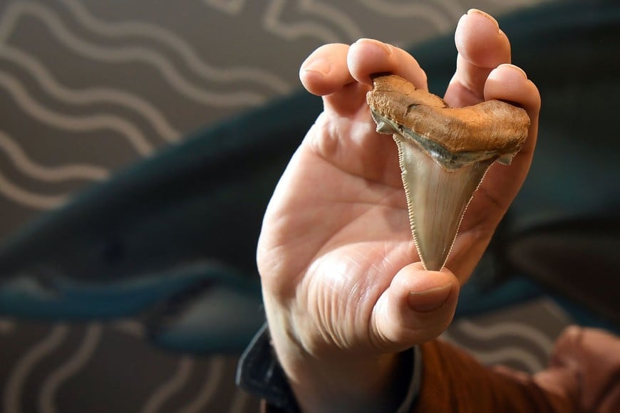 ELLITORAL_418407 |  Gentileza Diente similar al encontrado en Mar de Ajó.