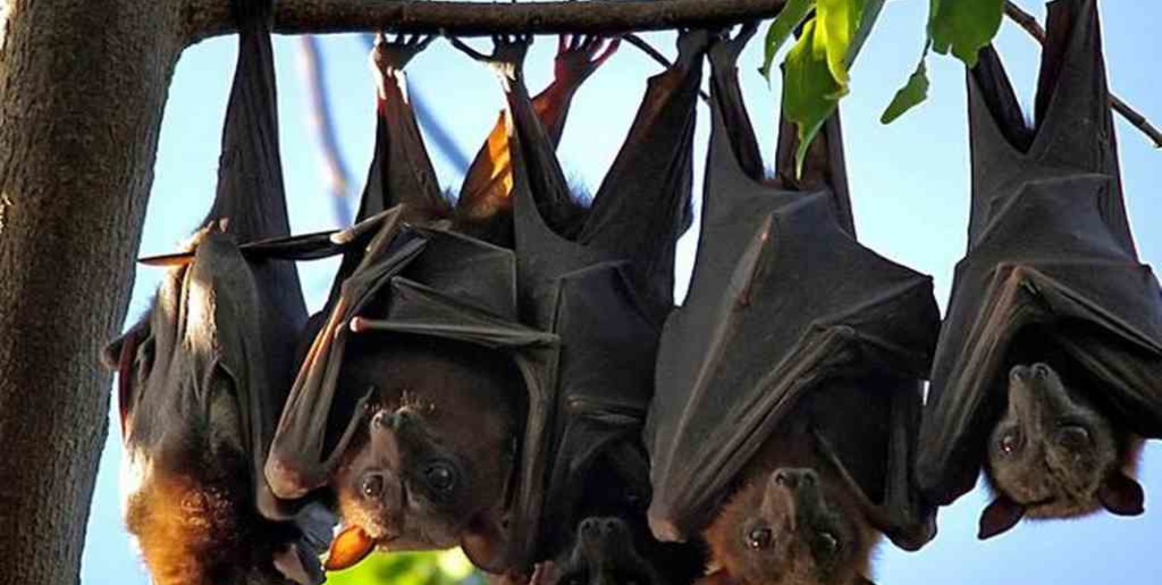 Científicos descubren un virus muy similar al del coronavirus en murciélagos de Laos