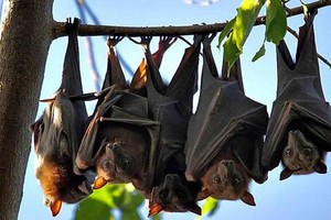 ELLITORAL_405794 |  Imagen ilustrativa