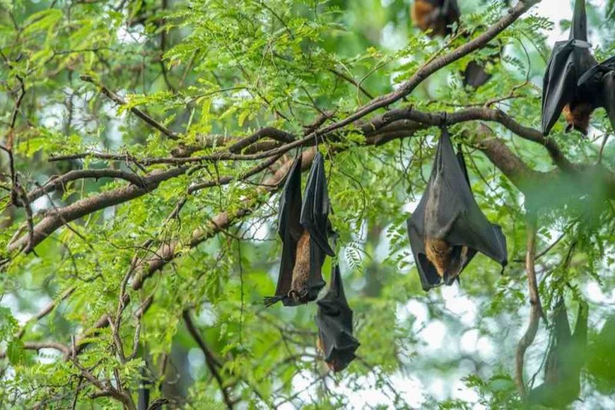 ELLITORAL_350075 |  Agencias El Nipah vive en los murciélagos que comen fruta y son ellos quienes lo transmiten.