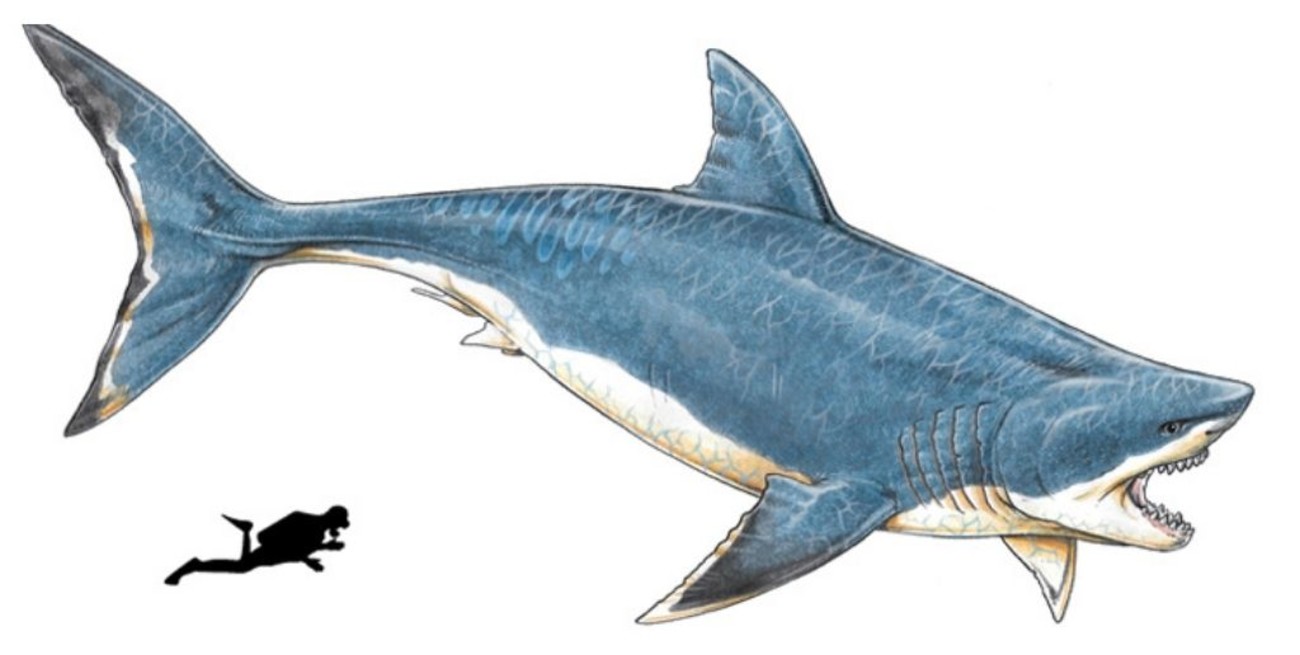 Figuras De Megalodon AENIMELY - Figura De Tiburón Megalodon Con Boca Móvil  Prehistórica, Juguetes De Tiburón Grande, Criatura De Mar Profundo, Modelo  De Animales De Océano, Para Niños, Juguete De Baño, Decoración, image size:1300x655