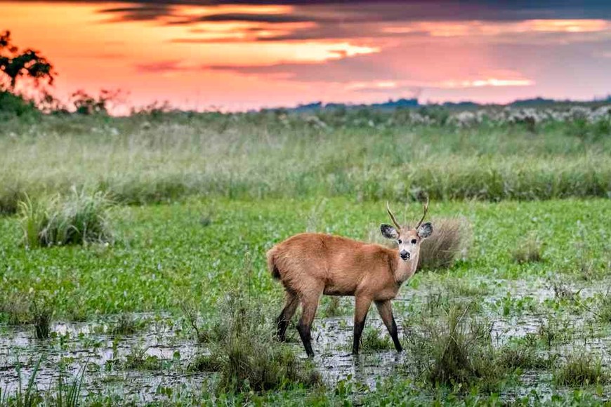 ELLITORAL_431390 | Télam D.R