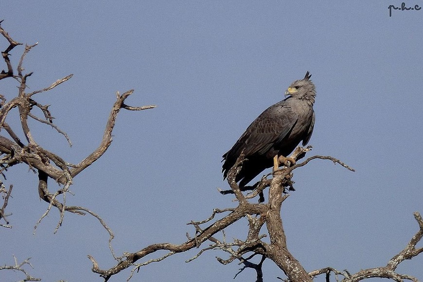 ELLITORAL_401927 |  Gentileza